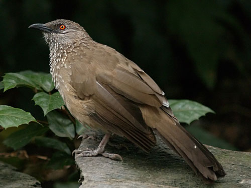 [Bild: Fragevogel.jpg]
