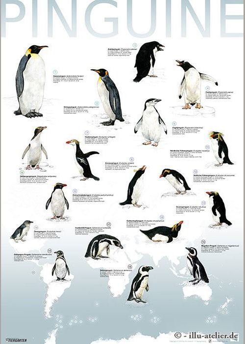 Bestimmungstafel Pinguine